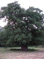 Albums/20090700-Windsor Great Park/24